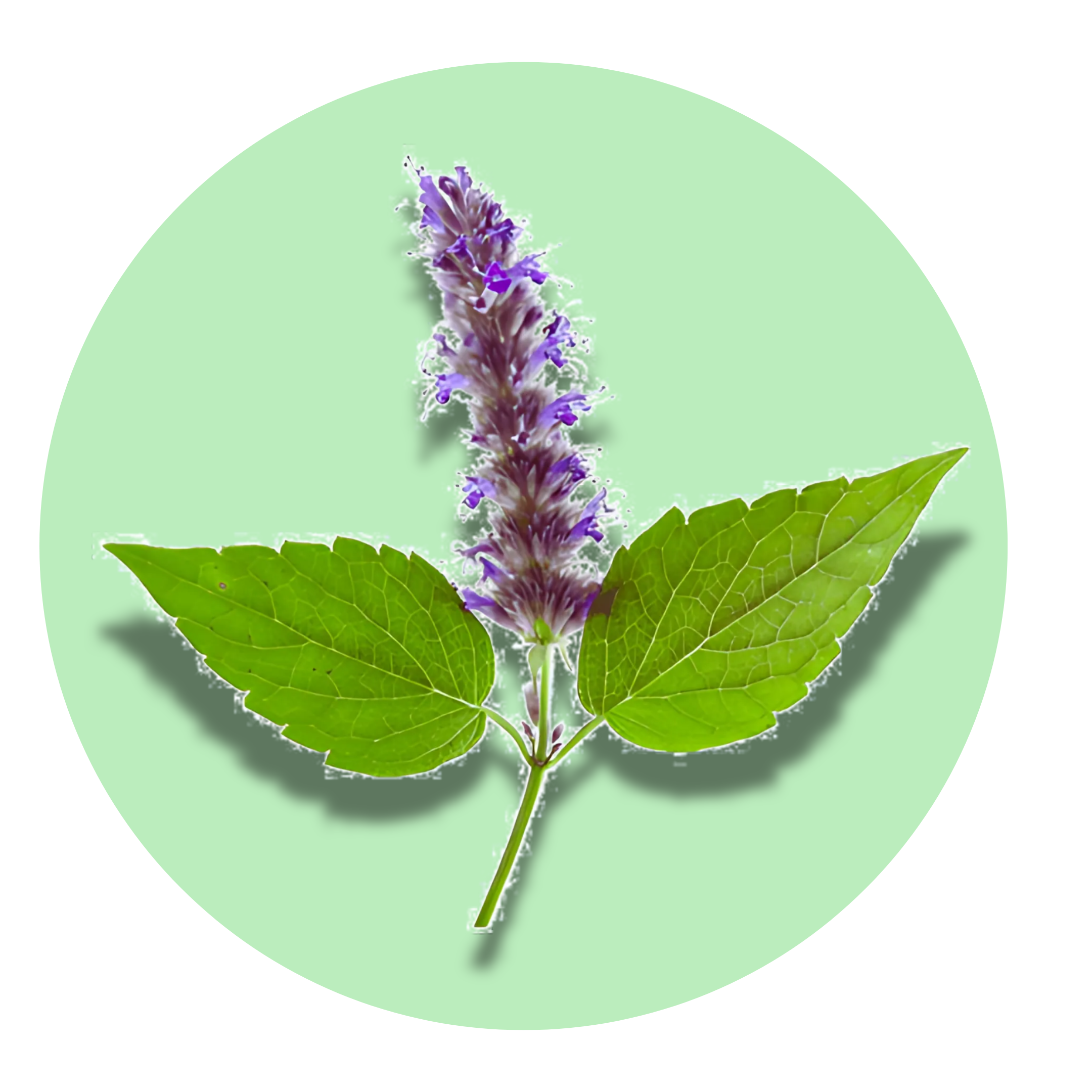 Mystic Patchouli - Solid Fragrance Pod