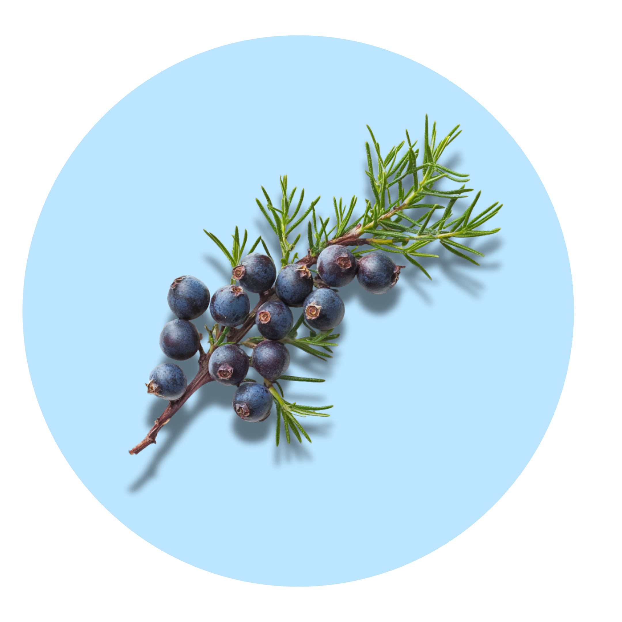Juniper Berry - Solid Fragrance Pod