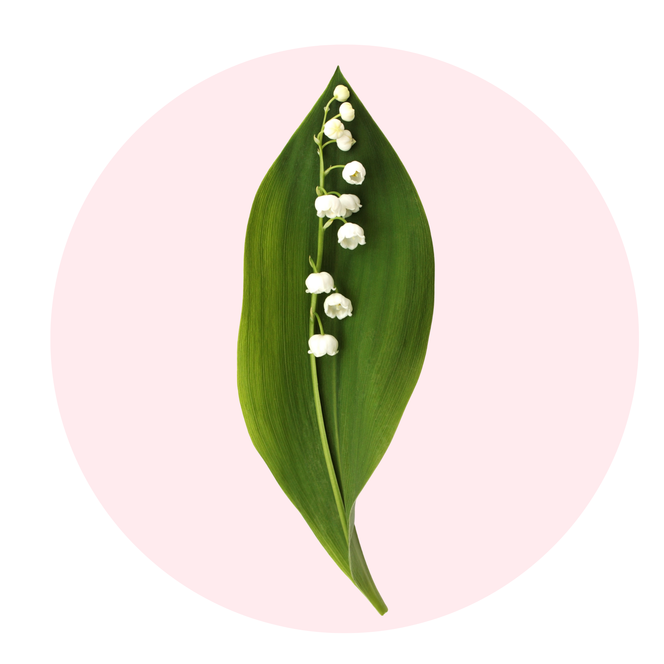 Lily of the Valley - Solid Fragrance Pod
