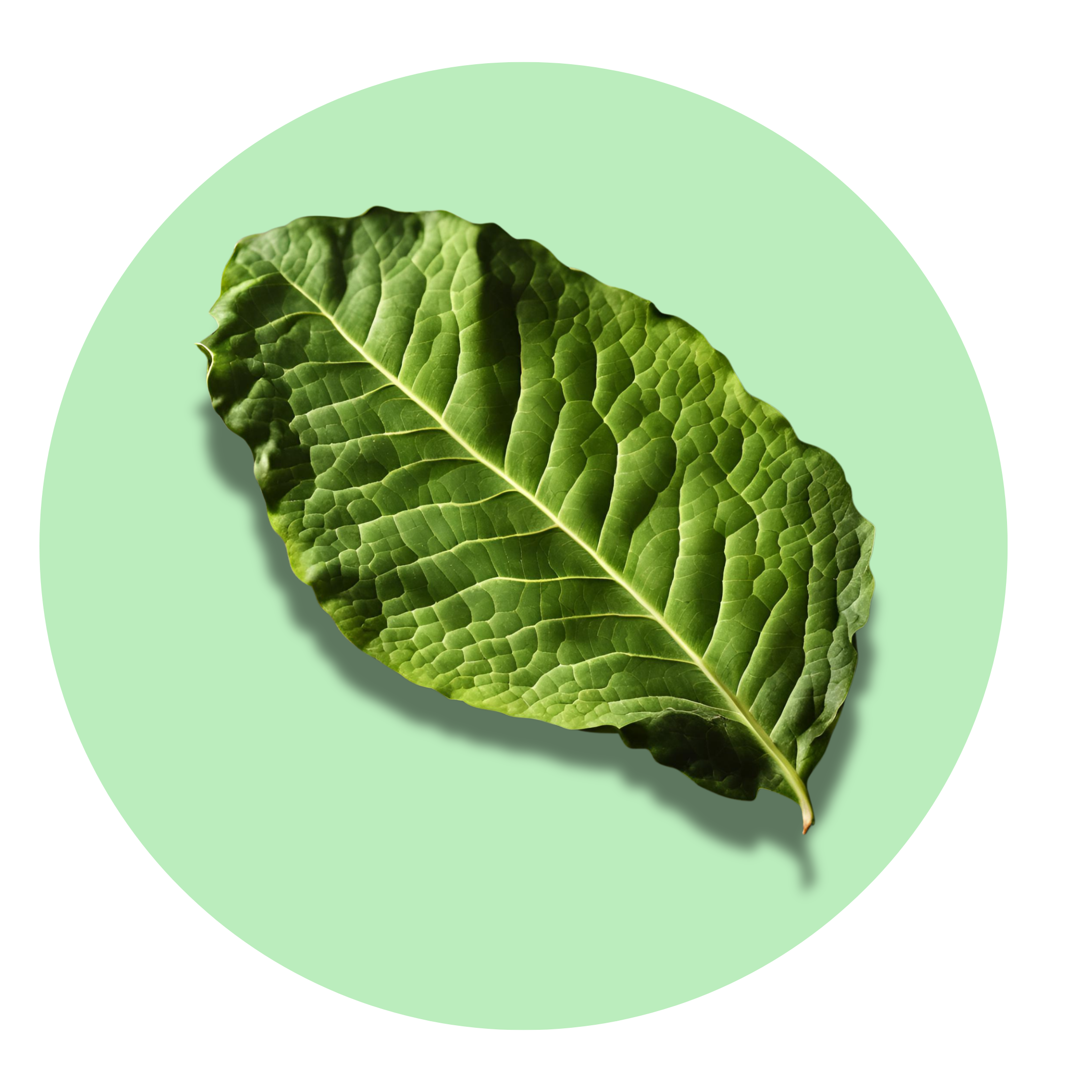 Tobacco - Solid Fragrance Pod