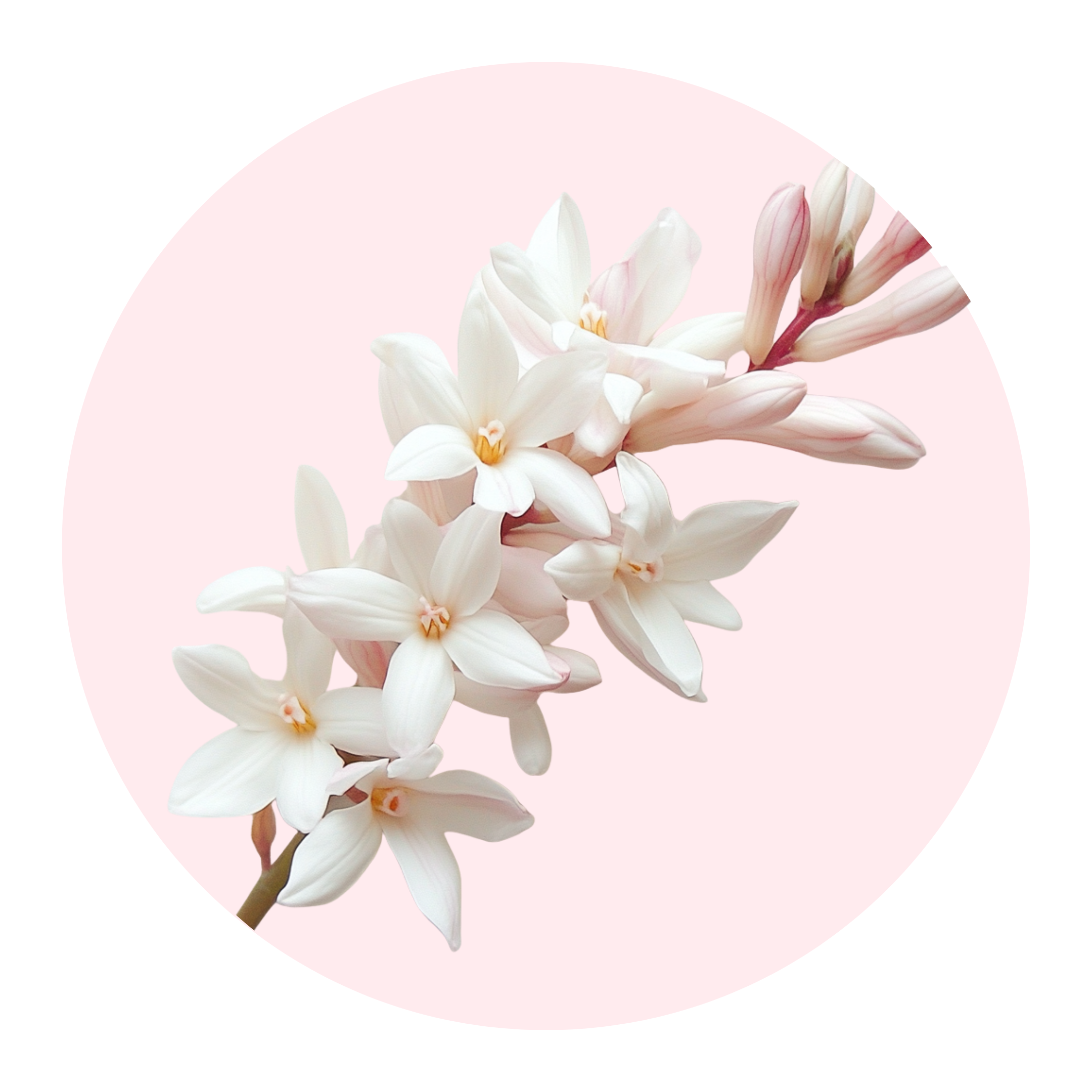 Tuberose - Solid Fragrance Pod