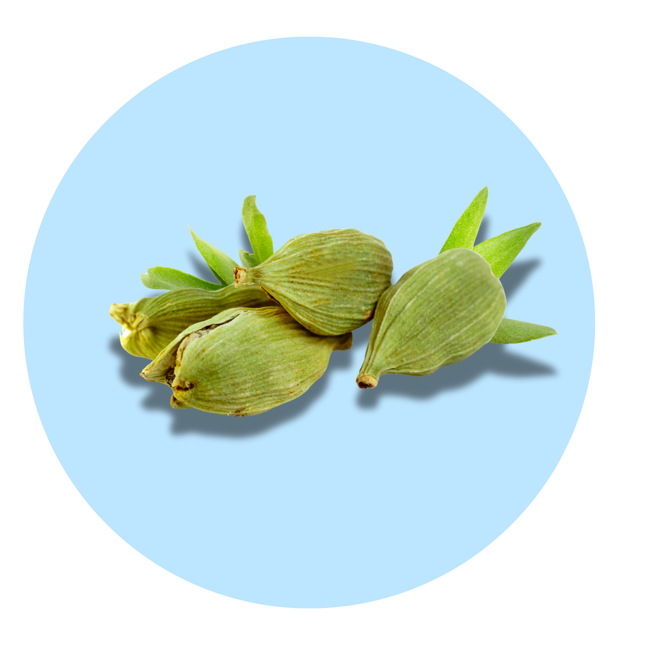 Cardamom - Solid Fragrance Pod