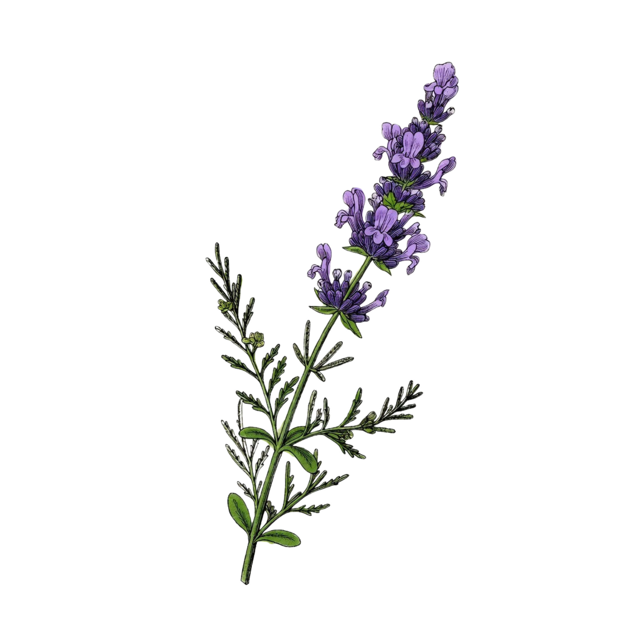 lavender plant fragrance Lavender - Solid Fragrance Pod - 2g