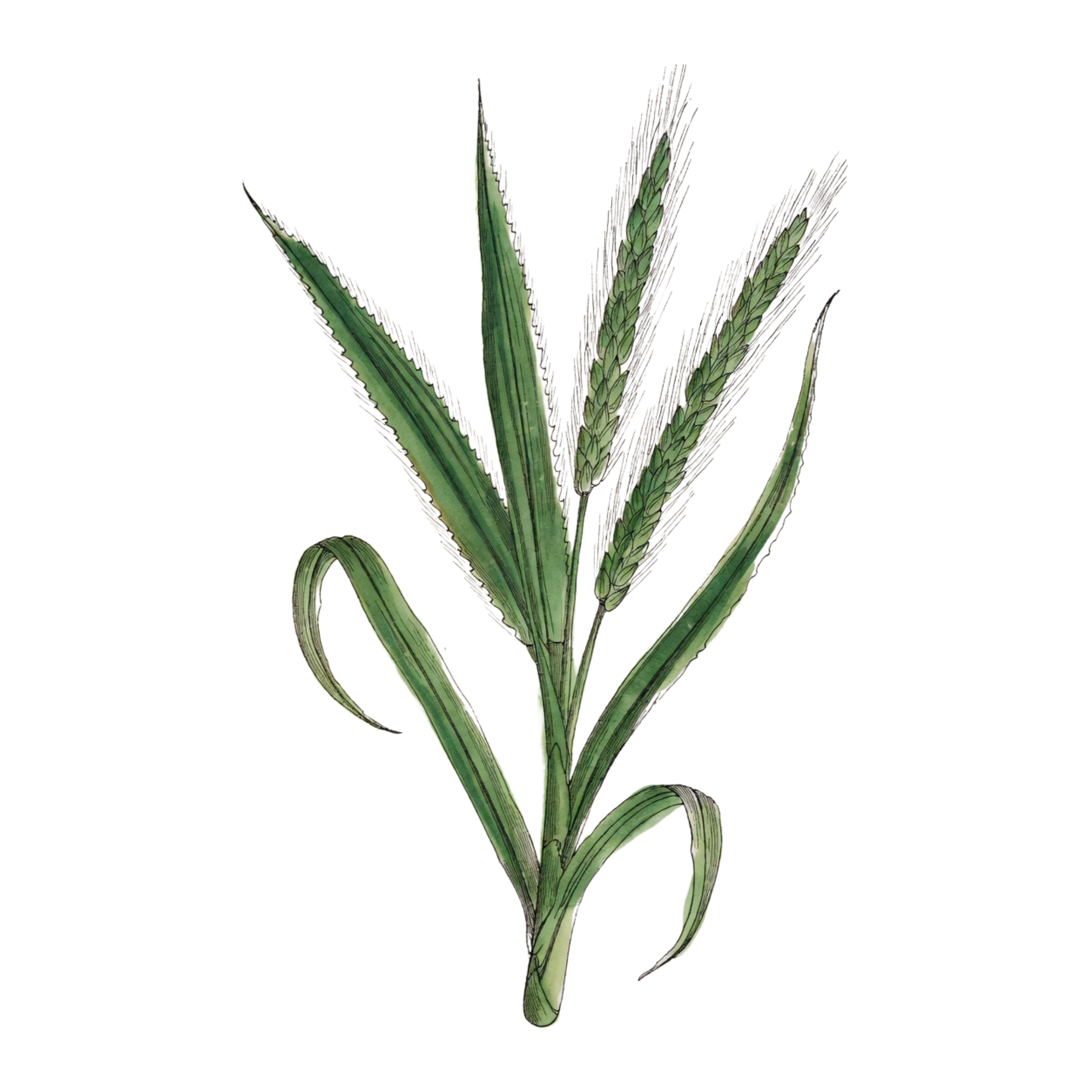 Vetiver – Fresh Earthy Green Solid Perfume Pod