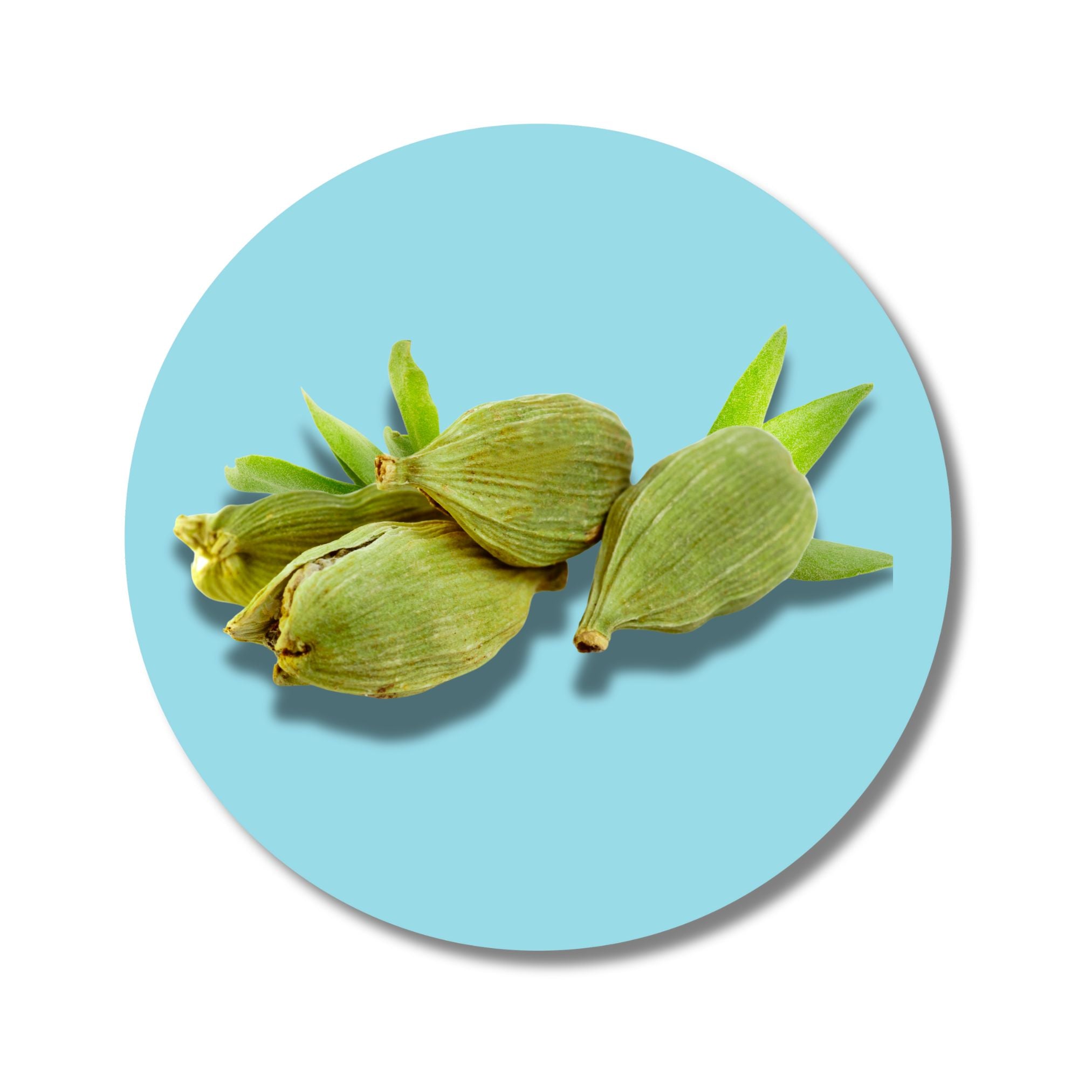 Cardamom - Solid Fragrance Pod