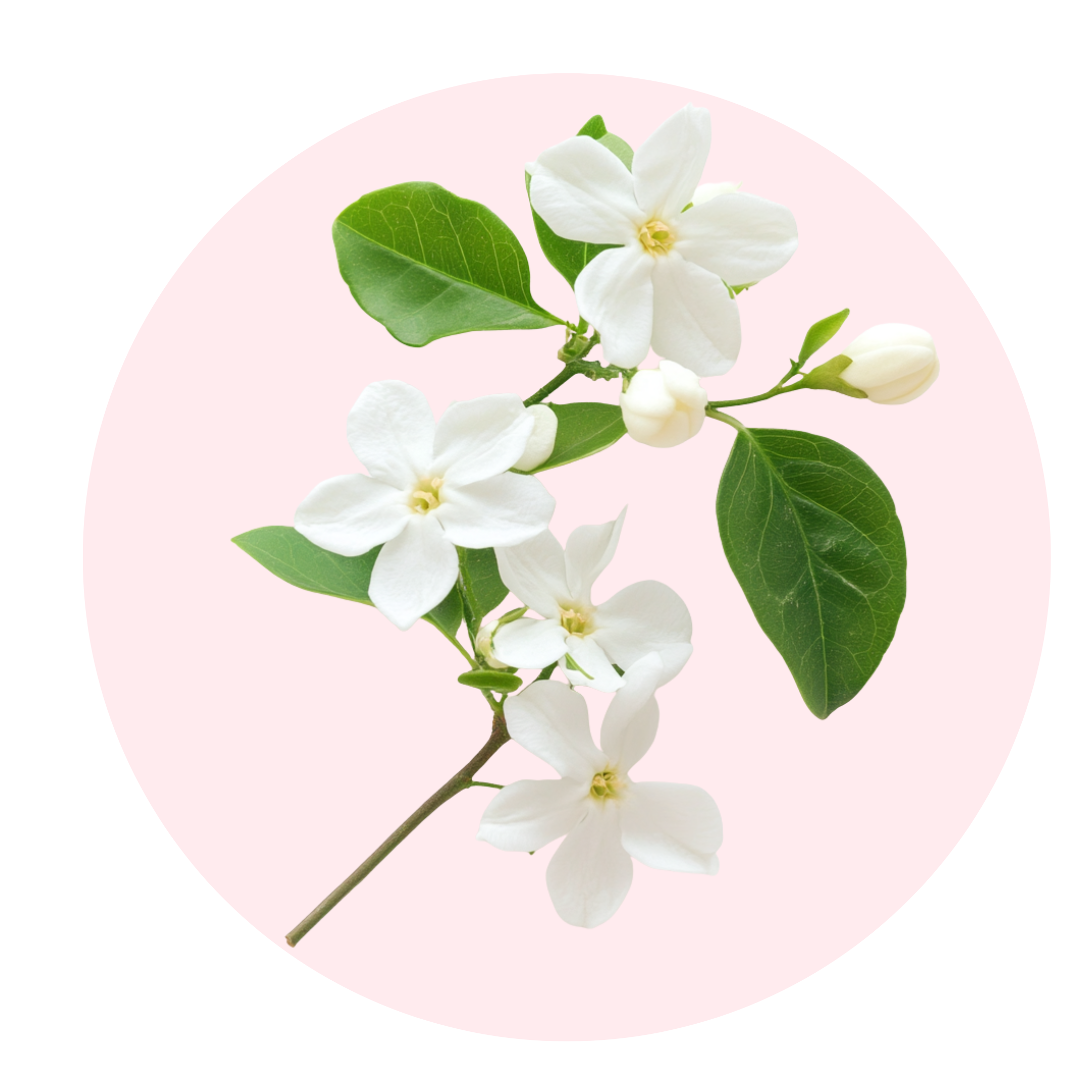 French Jasmine - Solid Fragrance Pod