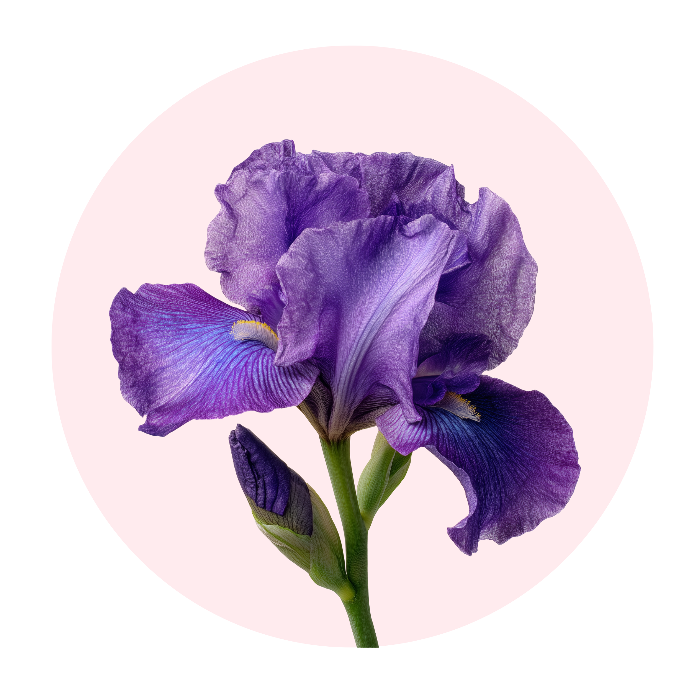 Iris - Solid Fragrance Pod