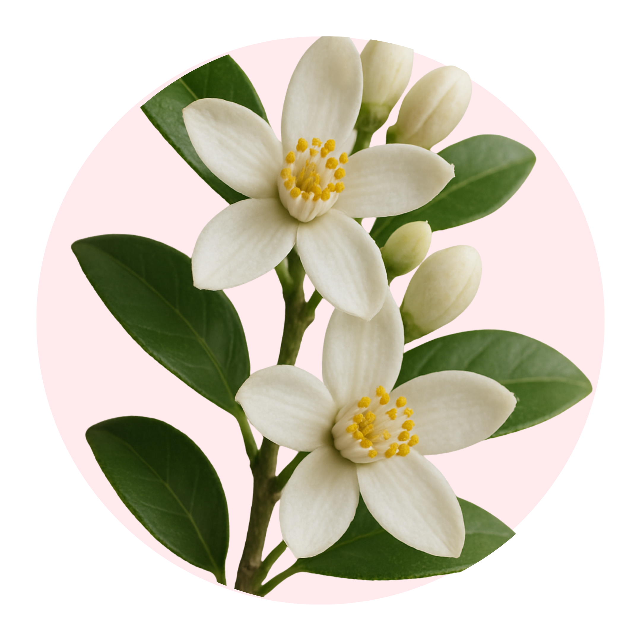 Neroli - Solid Fragrance Pod