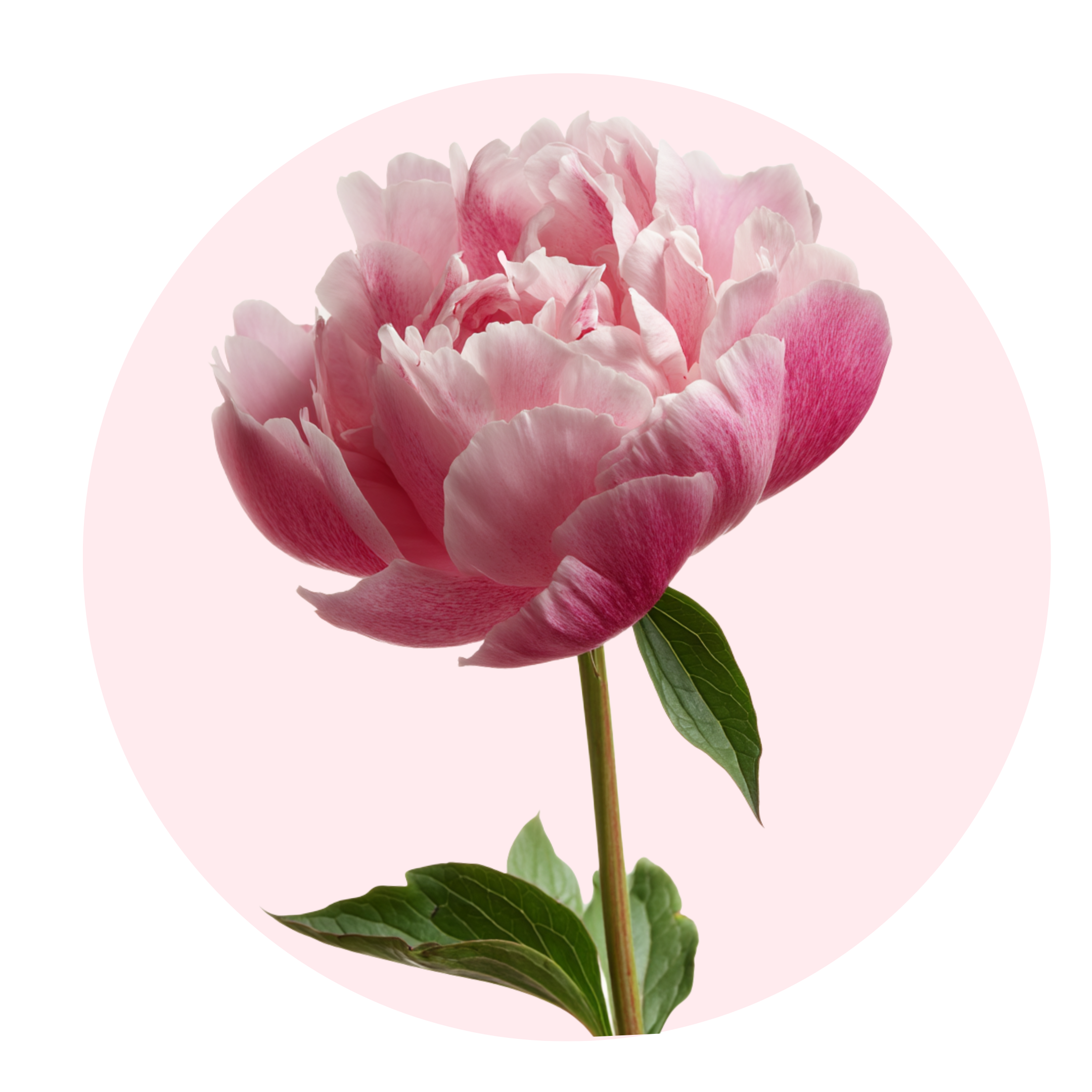 Peony - Solid Fragrance Pod