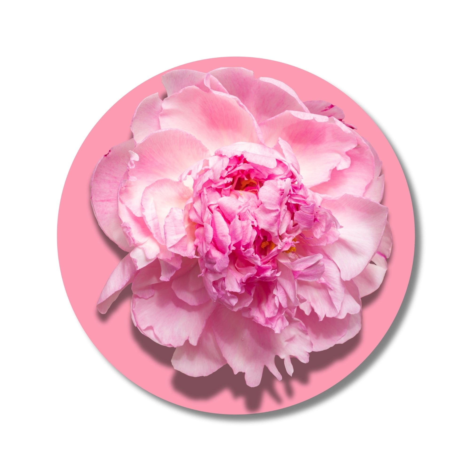 Peony - Solid Fragrance Pod