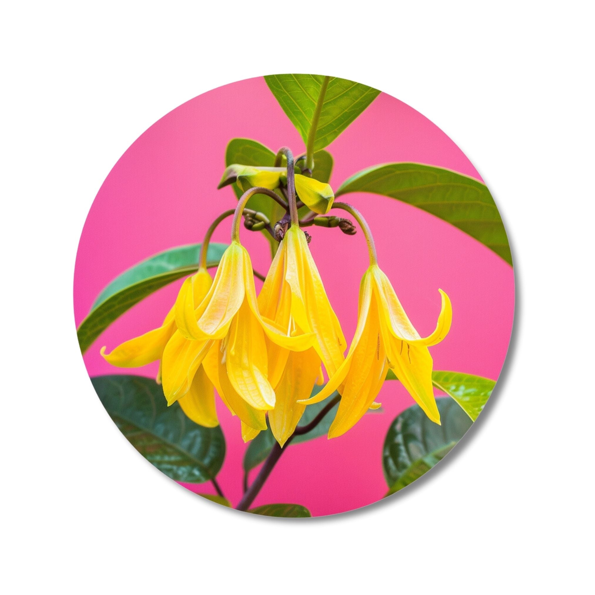 Ylang Ylang- Solid Fragrance Pod