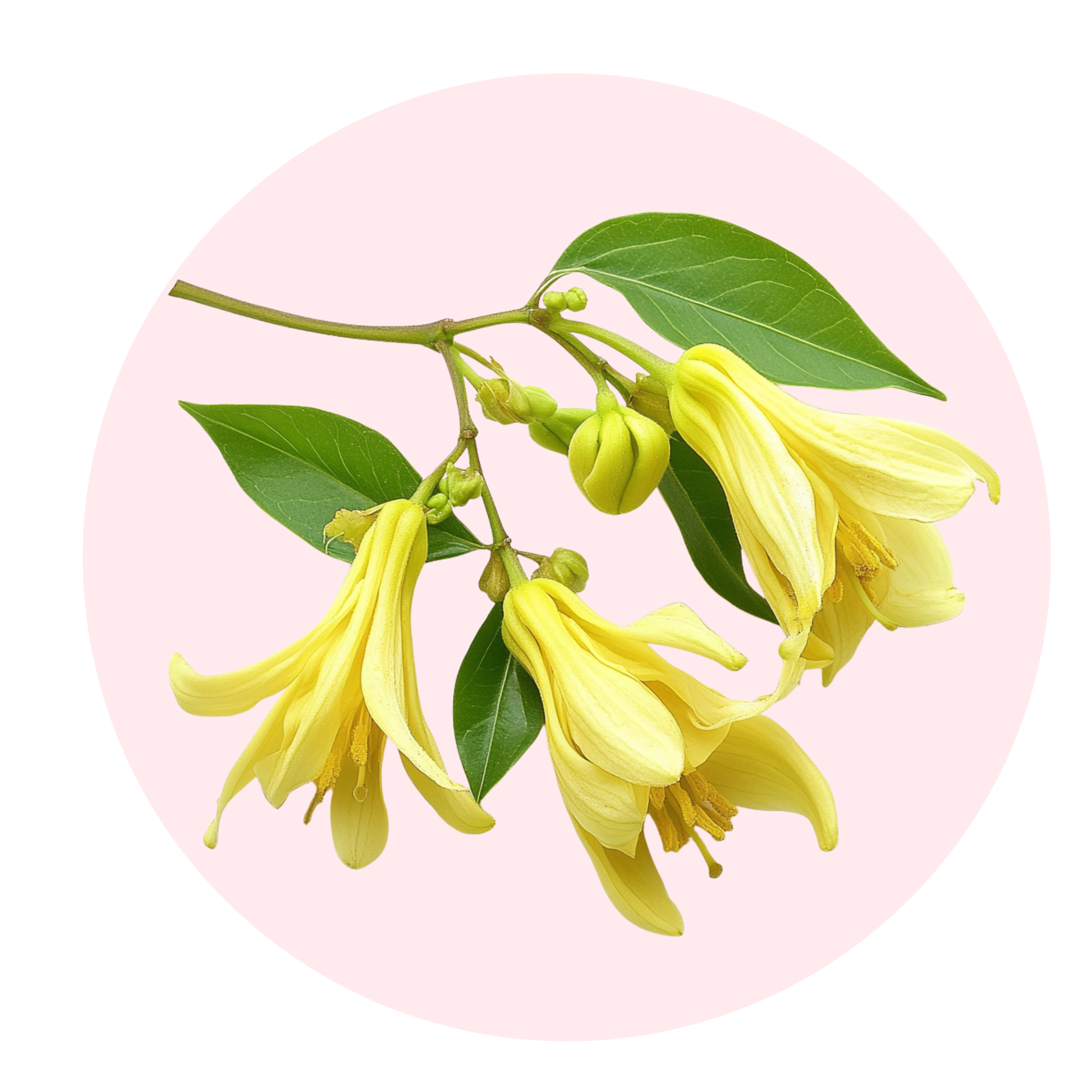 Ylang Ylang- Solid Fragrance Pod