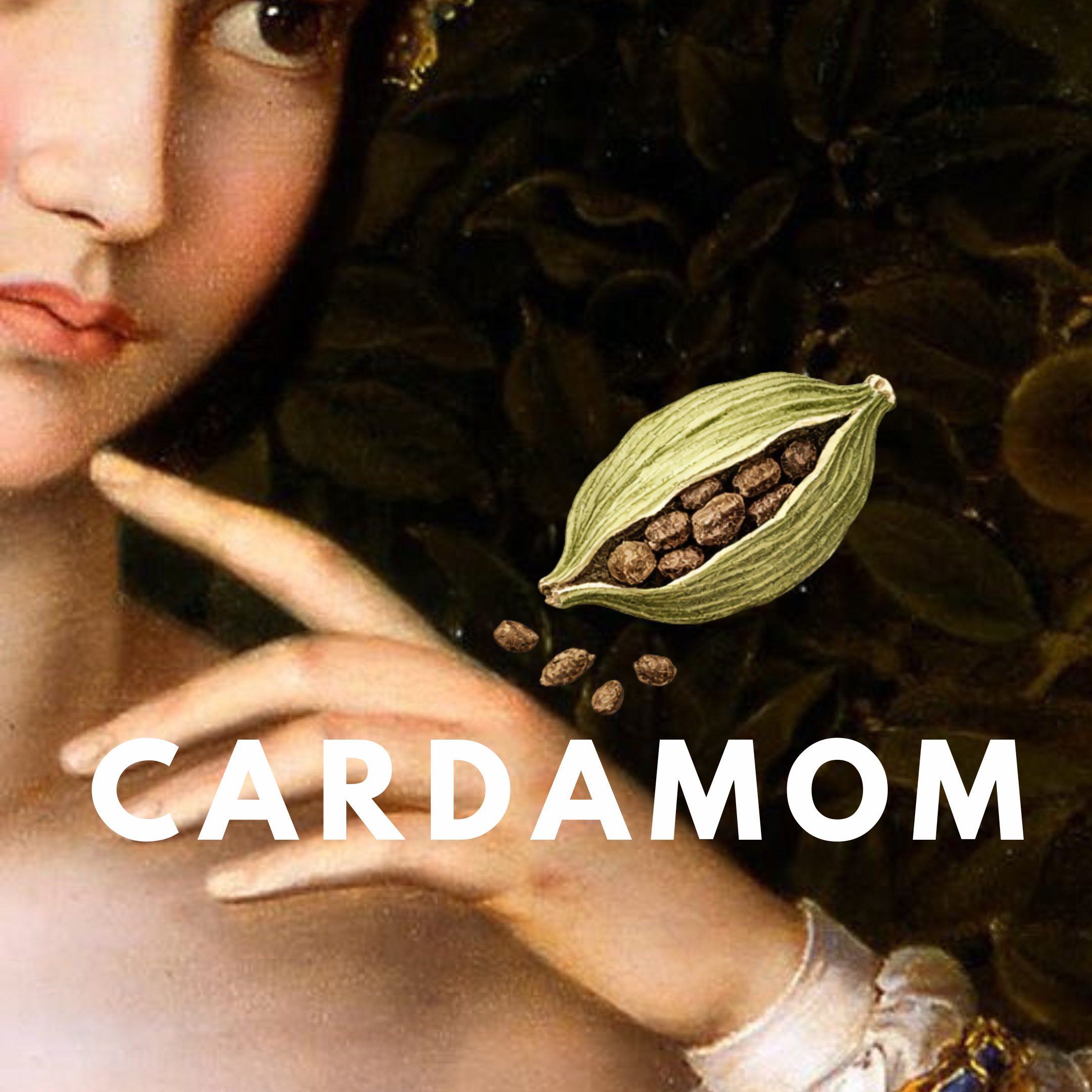 Cardamom – Fresh Aromatic Spice Solid Perfume Pod