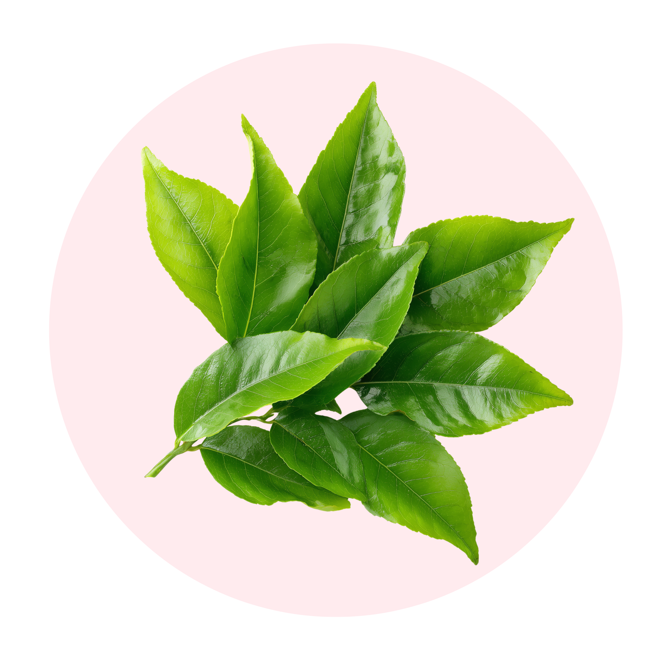Green Tea - Solid Fragrance Pod