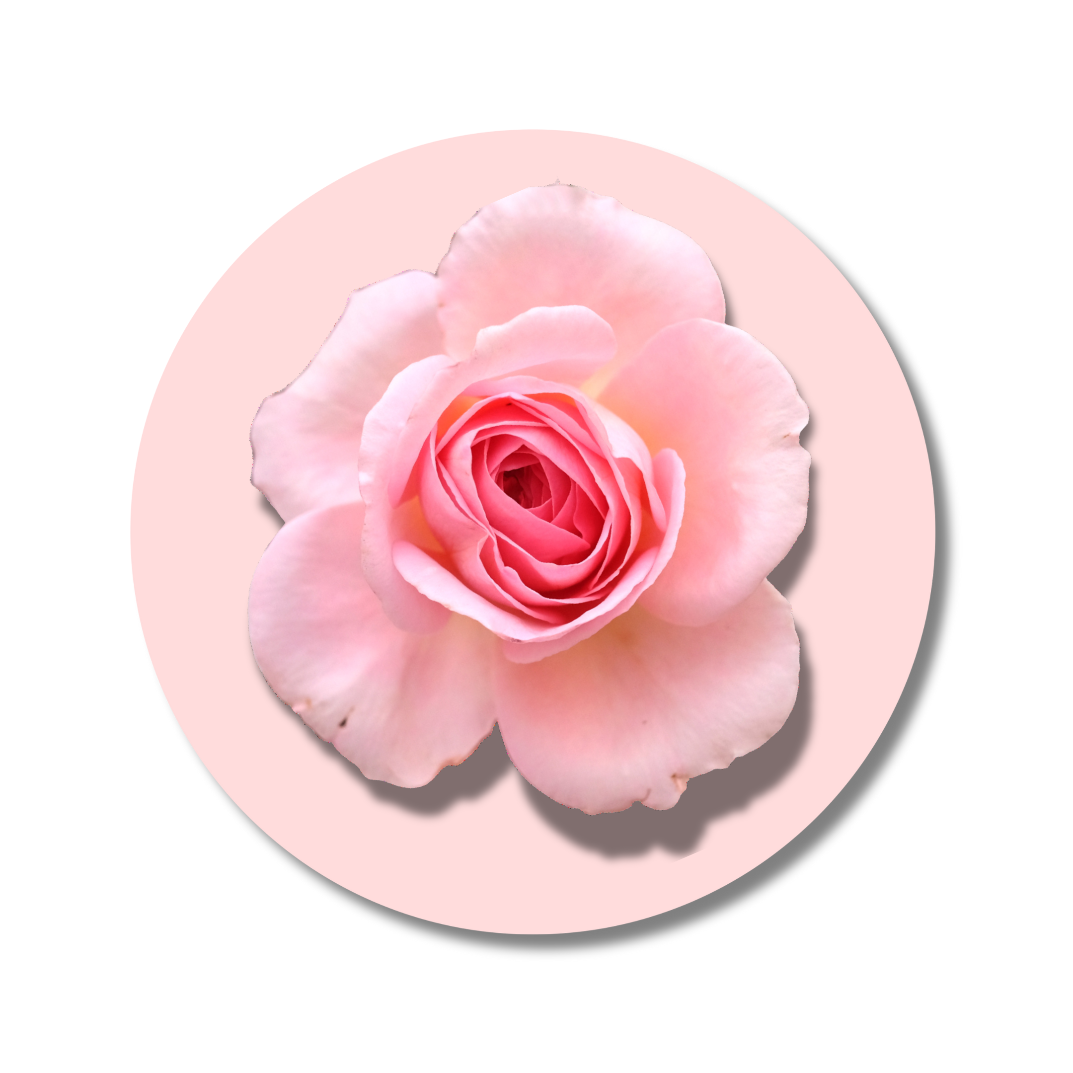 Bulgarian Rose solid perfume floral fragrance note