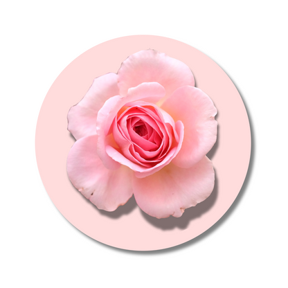 Bulgarian Rose solid perfume floral fragrance note